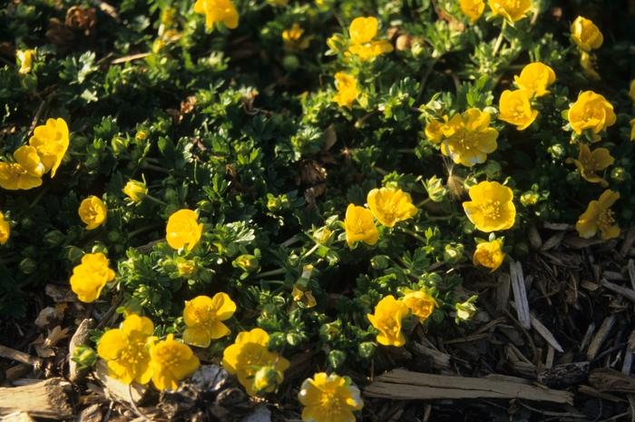 Potentilla neumanniana (verna) Nana