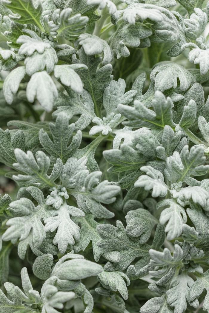 Artemisia stelleriana Silver Bullet®
