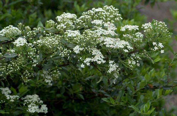 Pyracantha x Mohave
