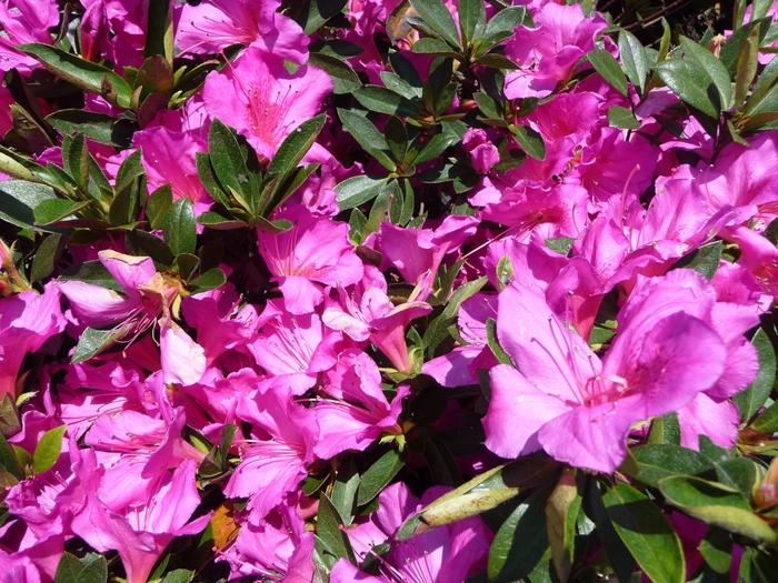 Rhododendron Southern Indica hybrid Formosa