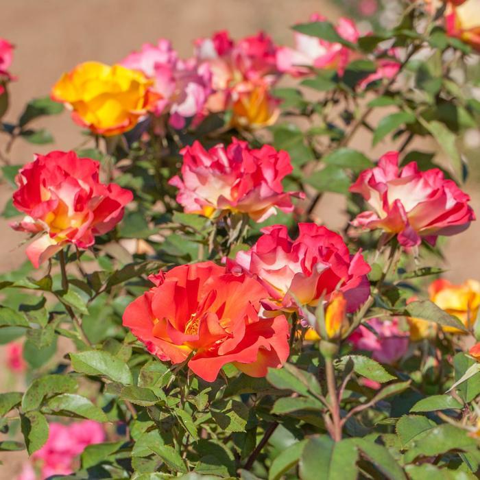 Rosa Sunset Horizon™