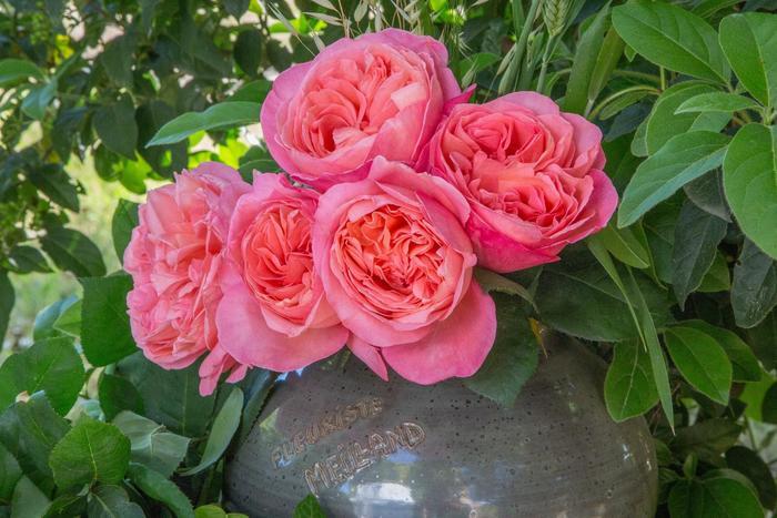 Rosa Sweet Mademoiselle™