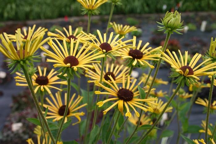 Rudbeckia subtomentosa Henry Eilers