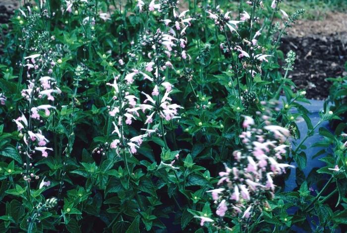 Salvia coccinea Salmon