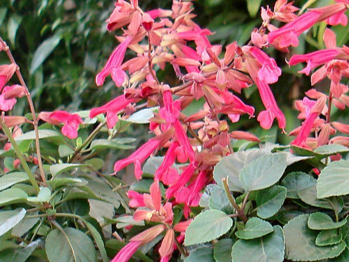 Salvia Wendy's Wish
