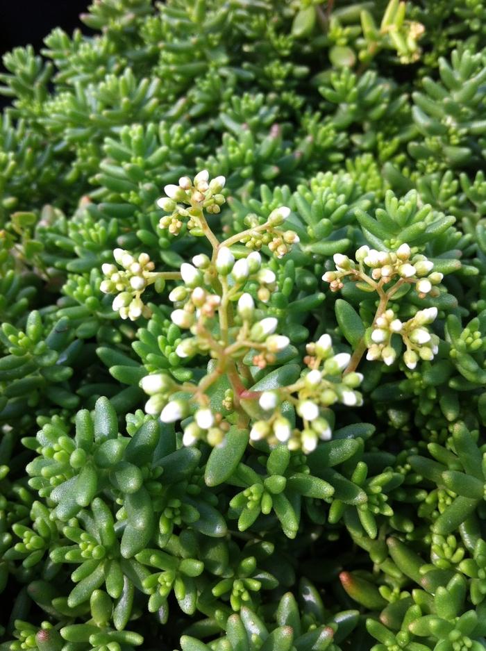 Sedum album Coral Carpet