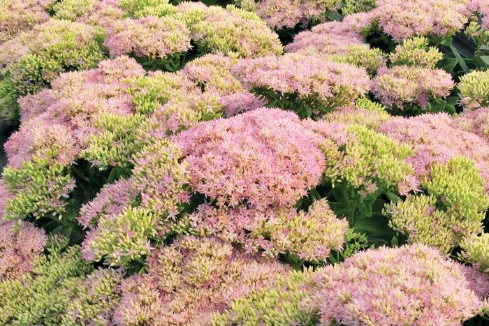 Sedum spectabile Crystal Pink