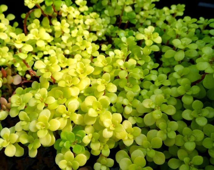 Sedum makinoi Ogon