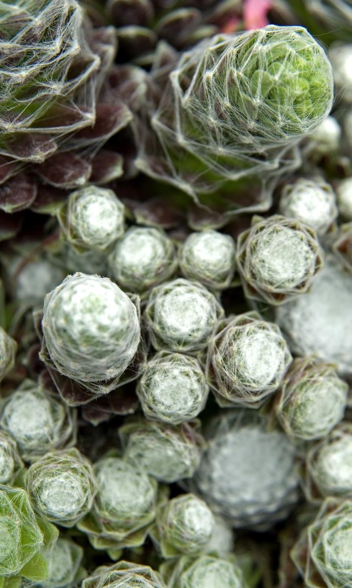 Sempervivum arachnoideum subsp. tomentosum Cobweb