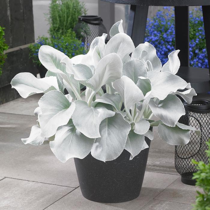 Senecio candicans Angel Wings