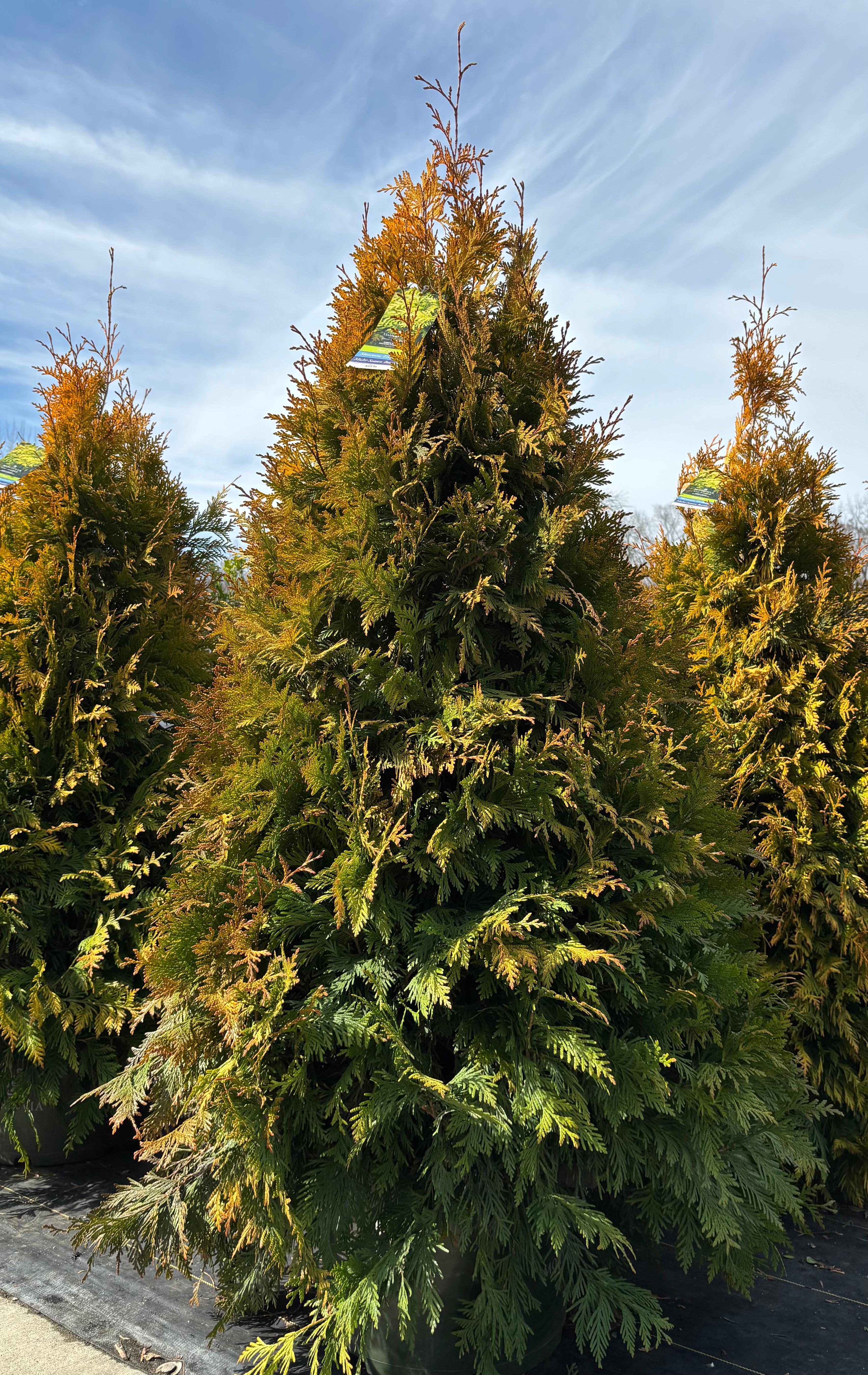 Thuja 'Ember Waves®'