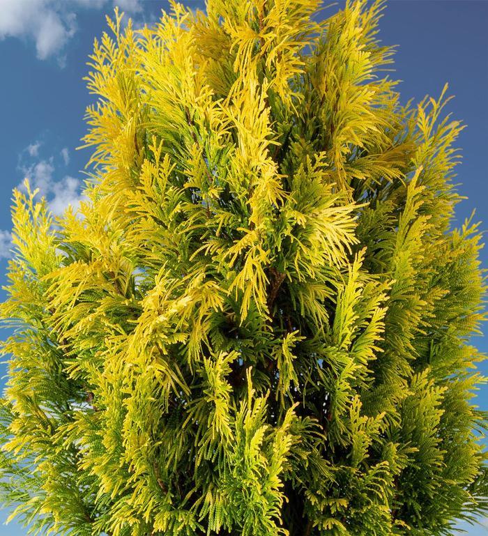 Thuja plicata Forever Goldy™