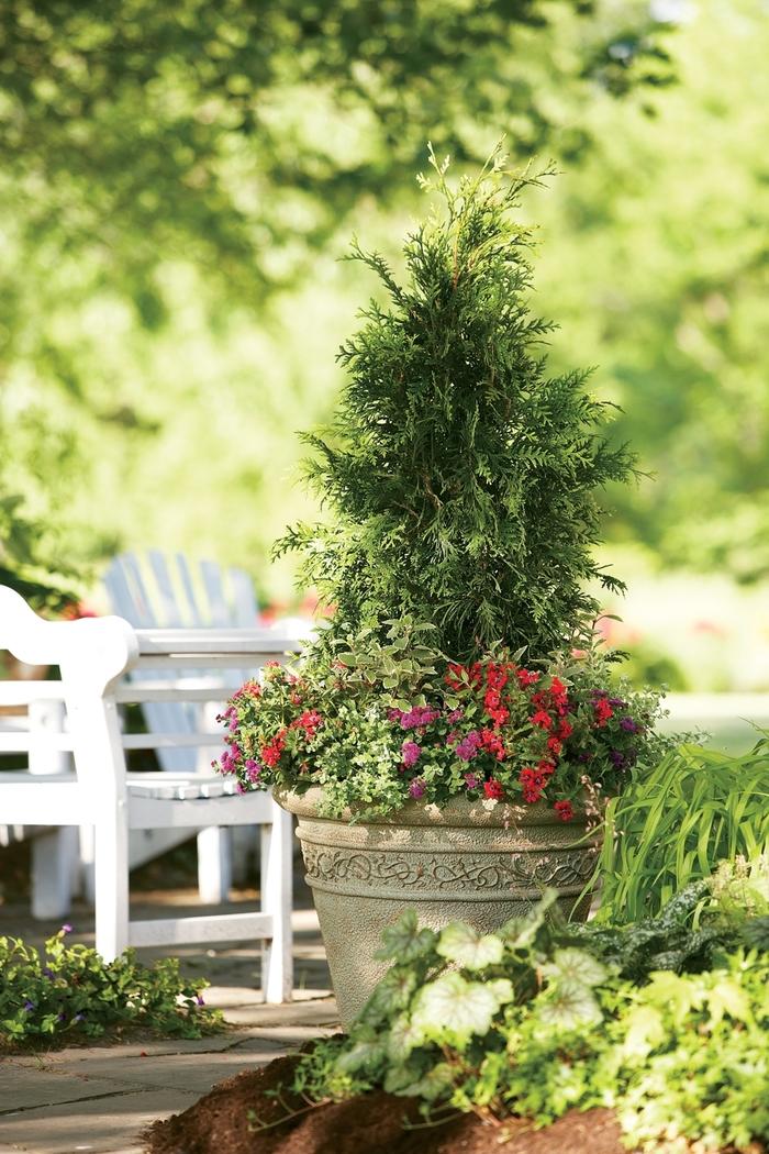 Thuja plicata Spring Grove®