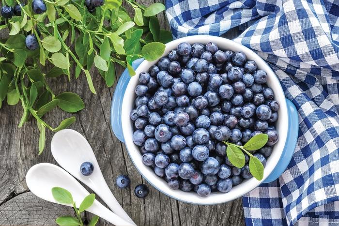 Vaccinium angustifolium Sunshine Blue