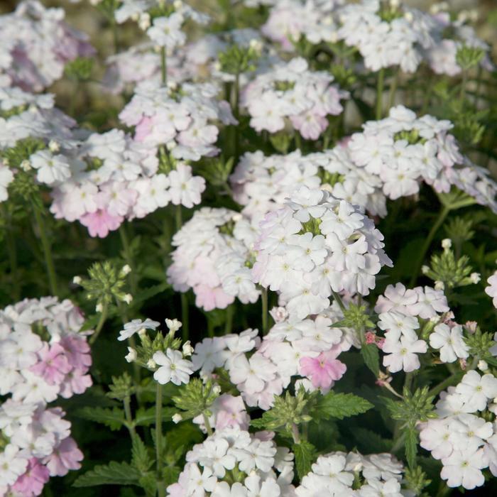 Verbena peruviana EnduraScape™ White Blush