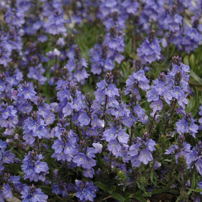 Veronica Blue Yonder