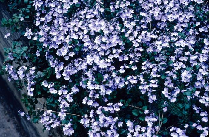 Veronica Waterperry Blue