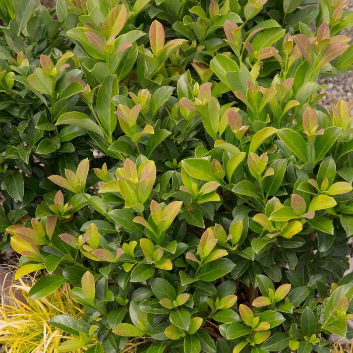 Viburnum odoratissimum Sugar Cookie™