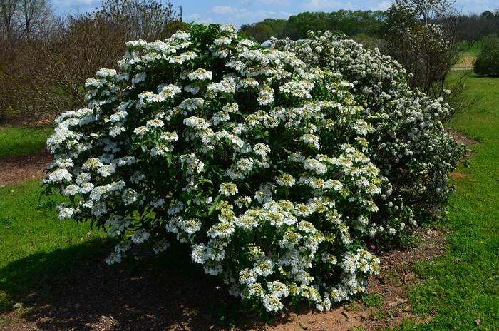 Viburnum Spring Lace