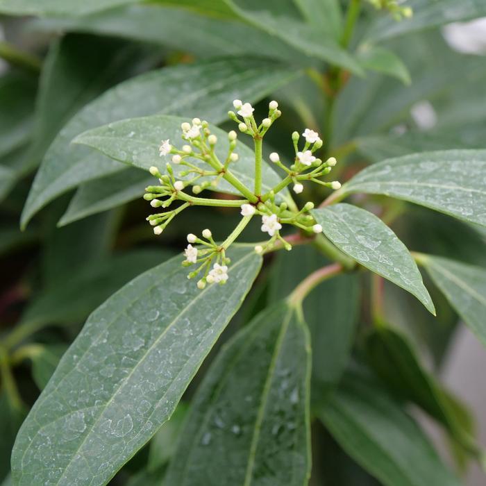 Viburnum Yin®
