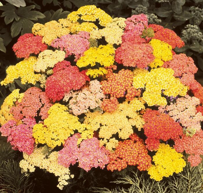 Achillea millefolium Summer Pastels