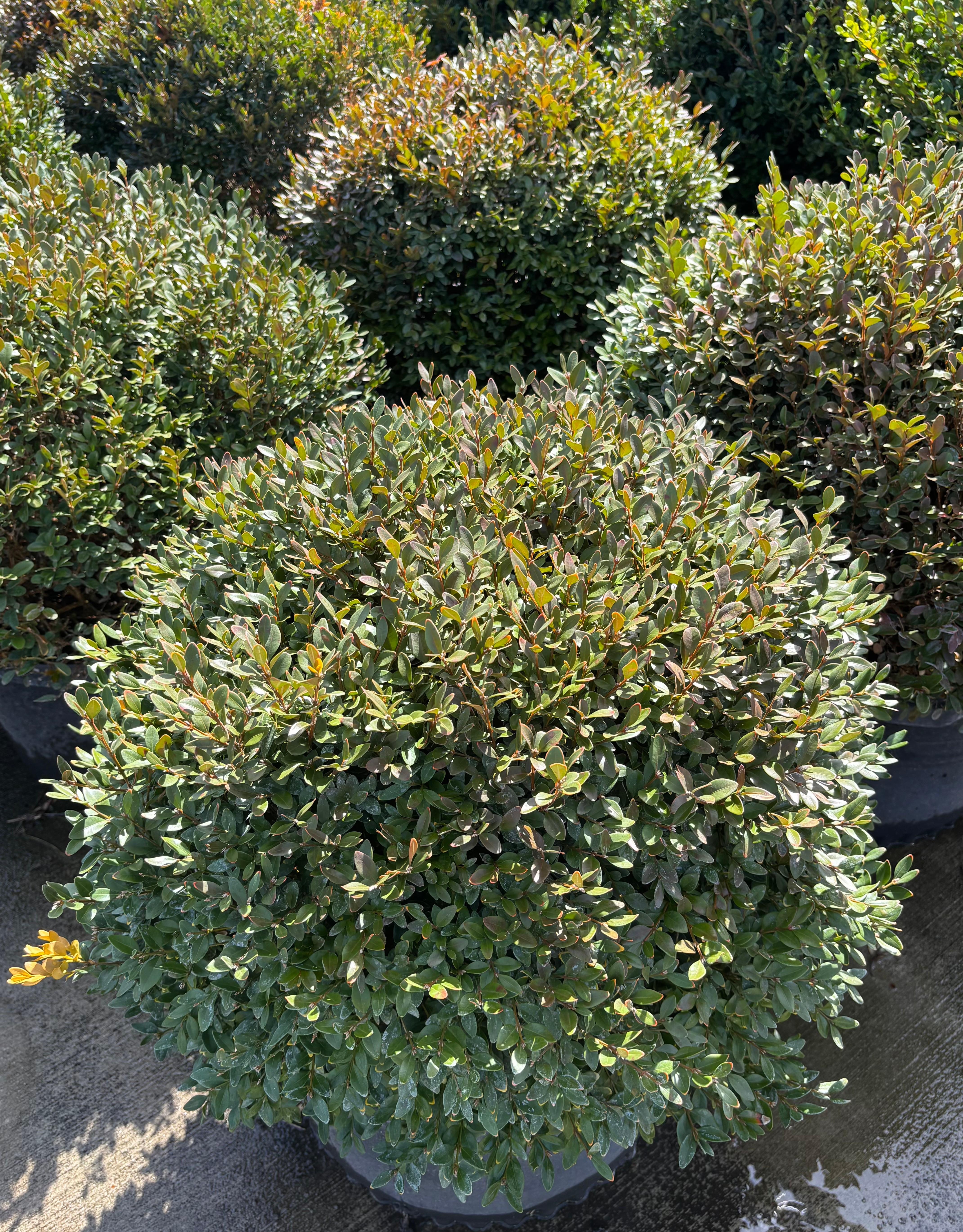 Buxus 'Green Velvet'