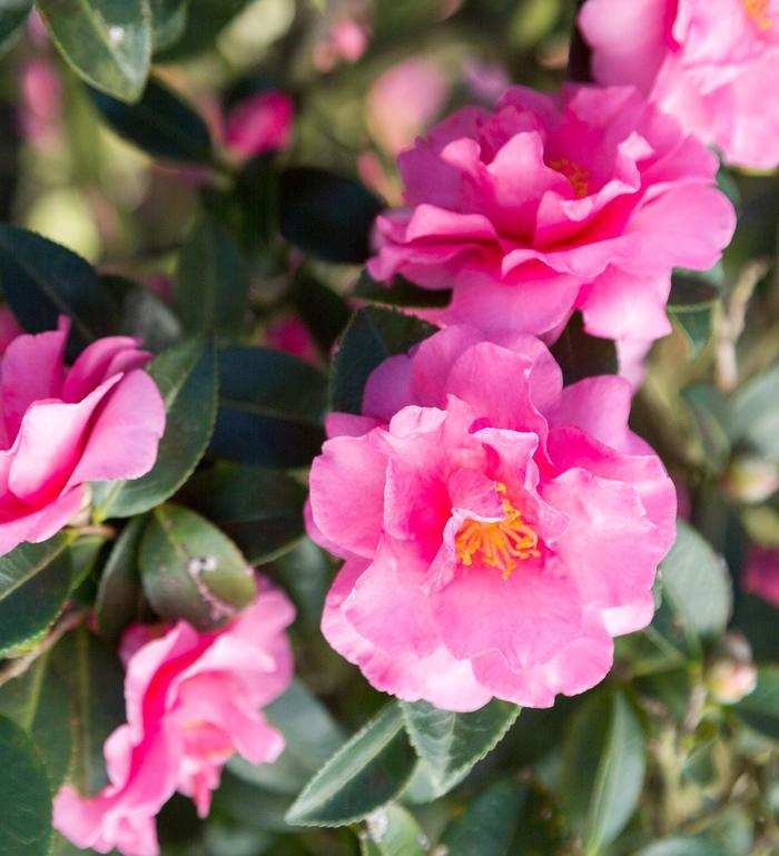 Camellia sasanqua Alabama Beauty™