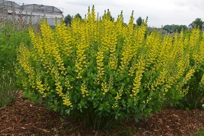 Baptisia American Goldfinch