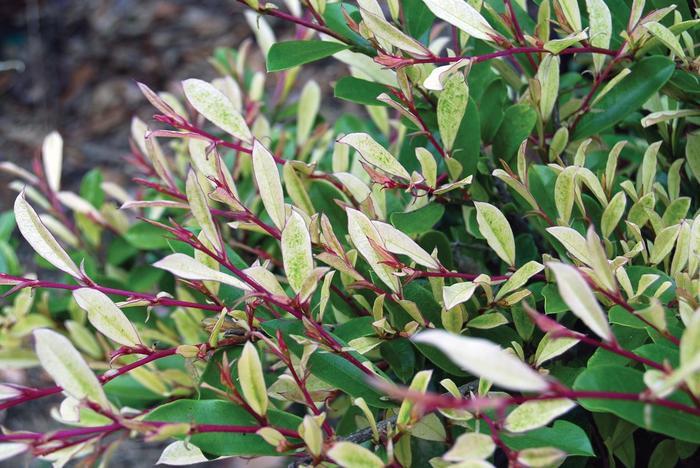 Distylium Spring Frost™
