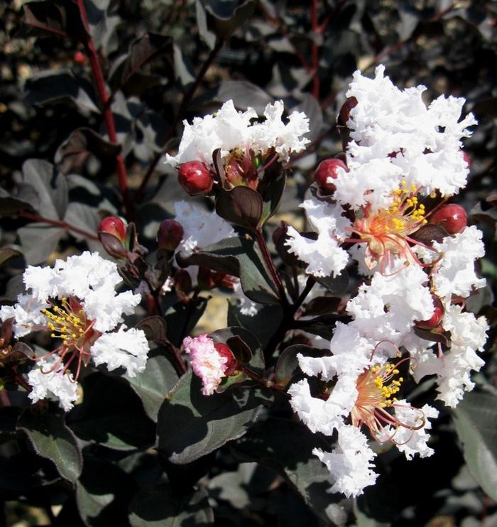 Lagerstroemia Ebony & Ivory