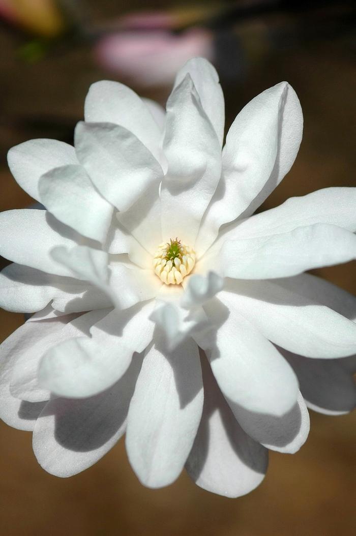 Magnolia stellata Waterlily