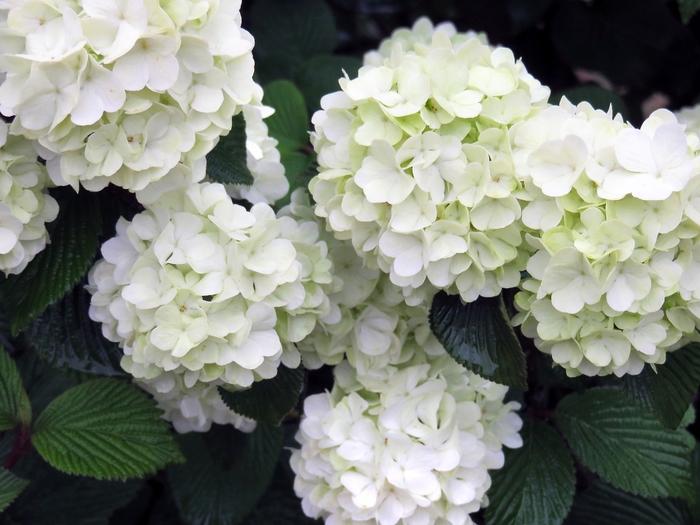 Viburnum plicatum Opening Day™