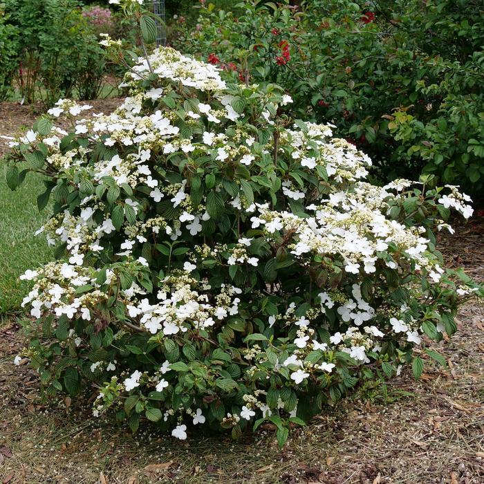 Viburnum plicatum var. tomentosum Steady Eddy®