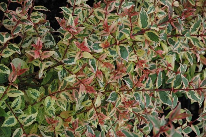 Abelia x grandiflora Mardi Gras