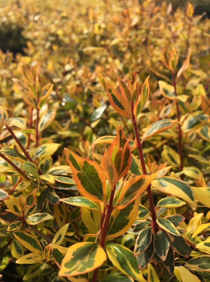 Abelia x grandiflora Twist of Orange™