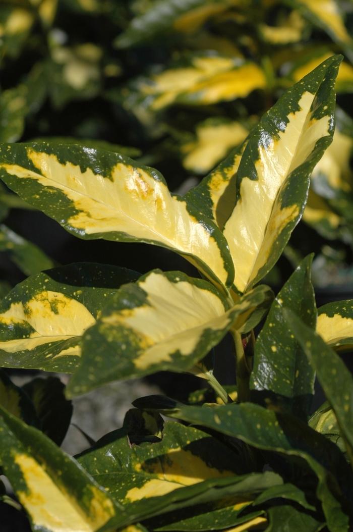 Aucuba japonica Picturata