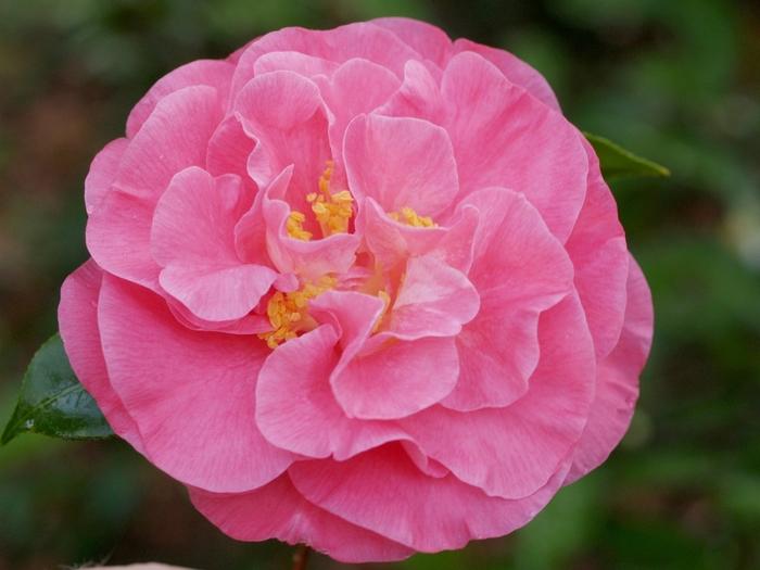 Camellia japonica Marie Bracey