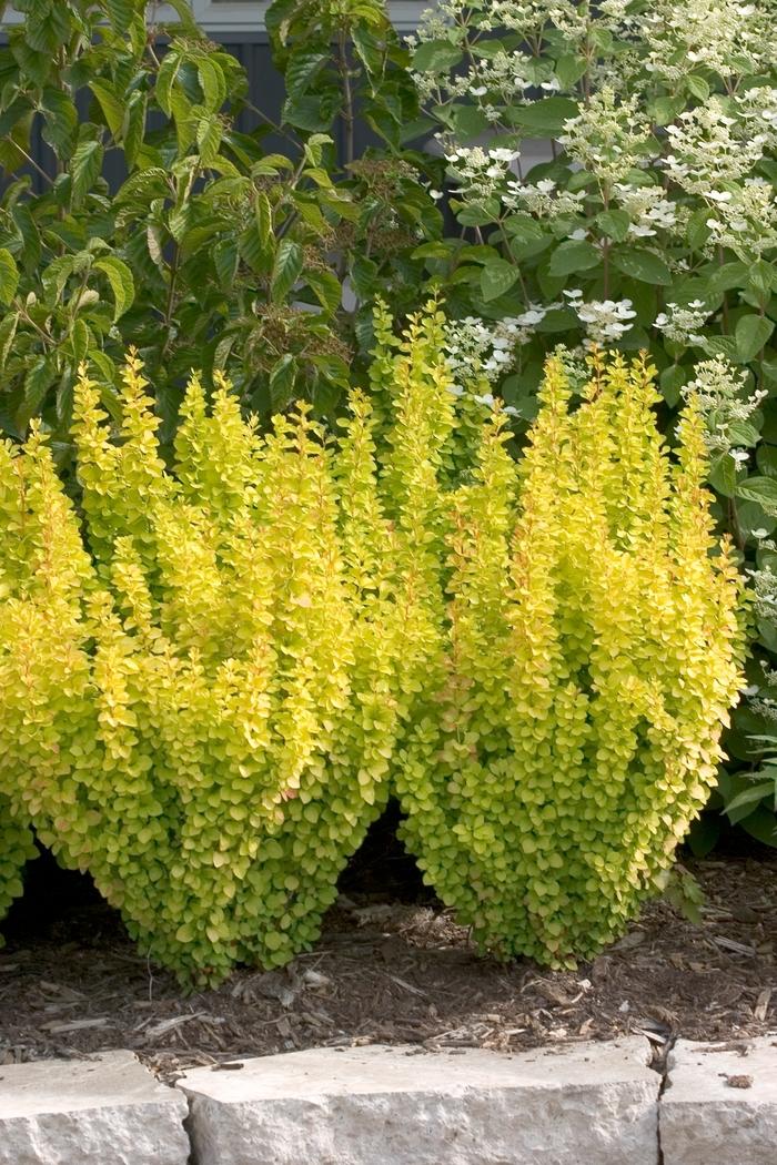 Berberis thunbergii Sunjoy Gold Pillar®
