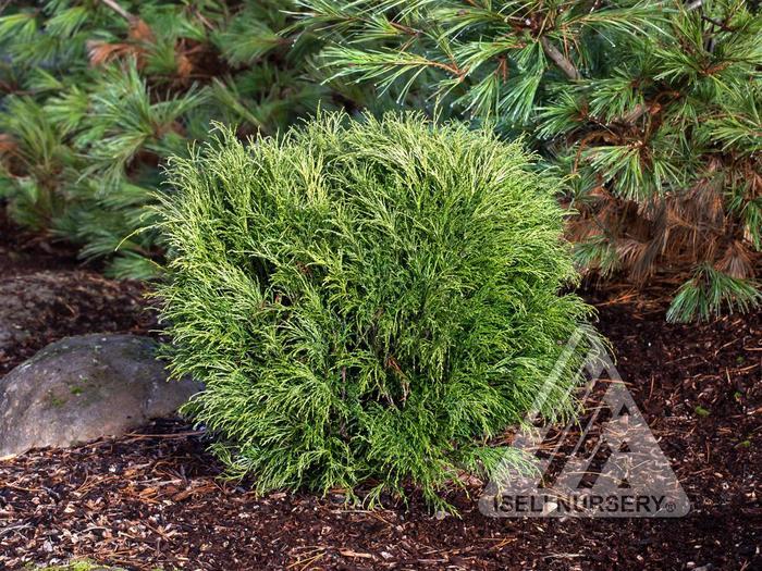 Chamaecyparis pisifera Angel Hair
