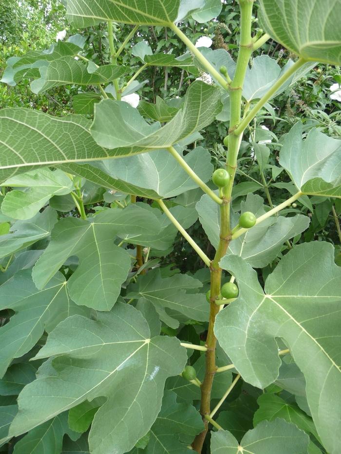 Ficus carica Kadota