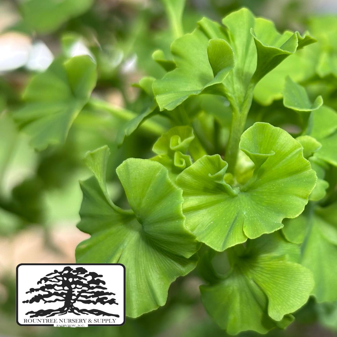 Ginkgo 'Mariken' - Spring Color