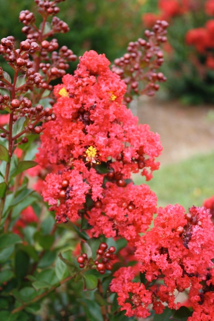 Lagerstroemia Ruffled Red Magic™