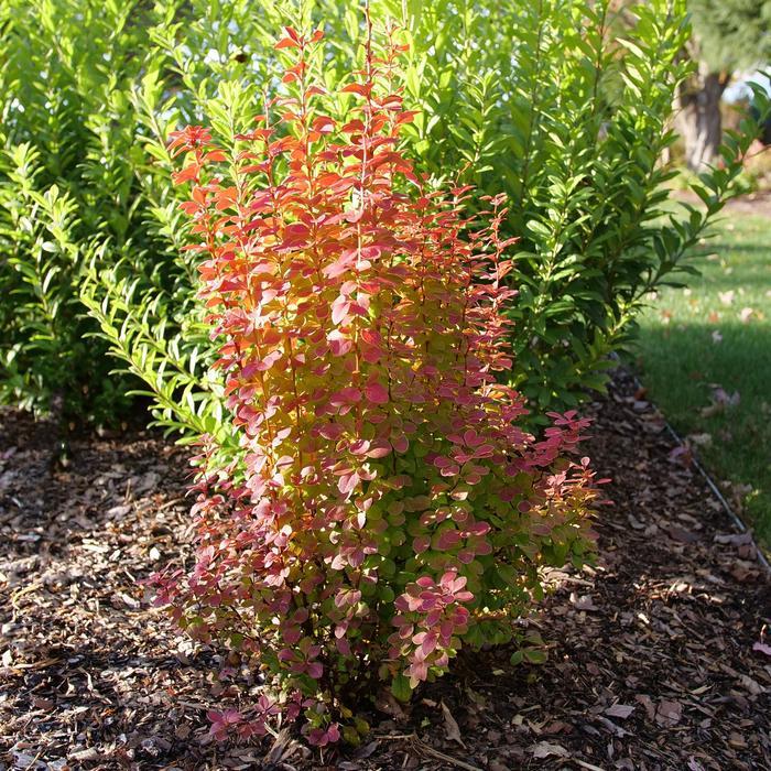 Berberis thunbergii Sunjoy Orange Pillar®
