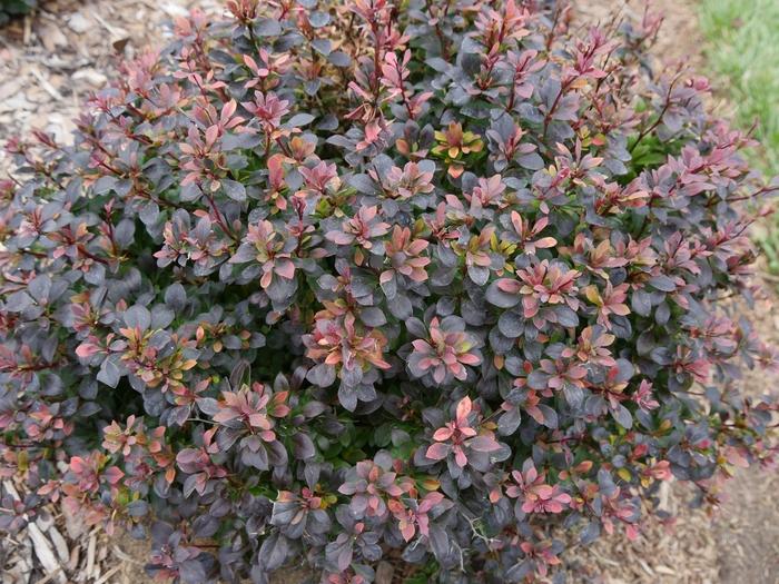 Berberis thunbergii Sunjoy Todo®