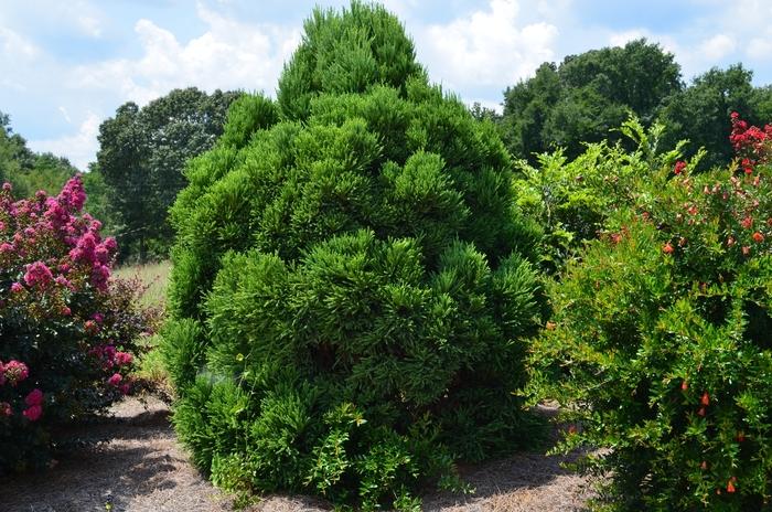 Cryptomeria japonica Chapel View™