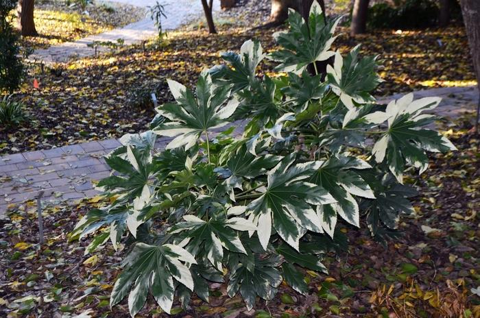 Fatsia japonica Variegata