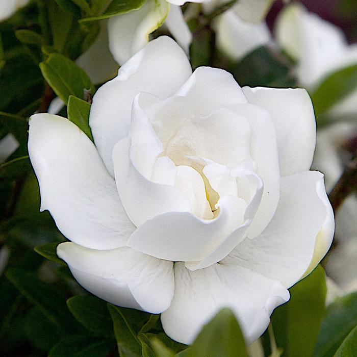 Gardenia jasminoides Jubilation™