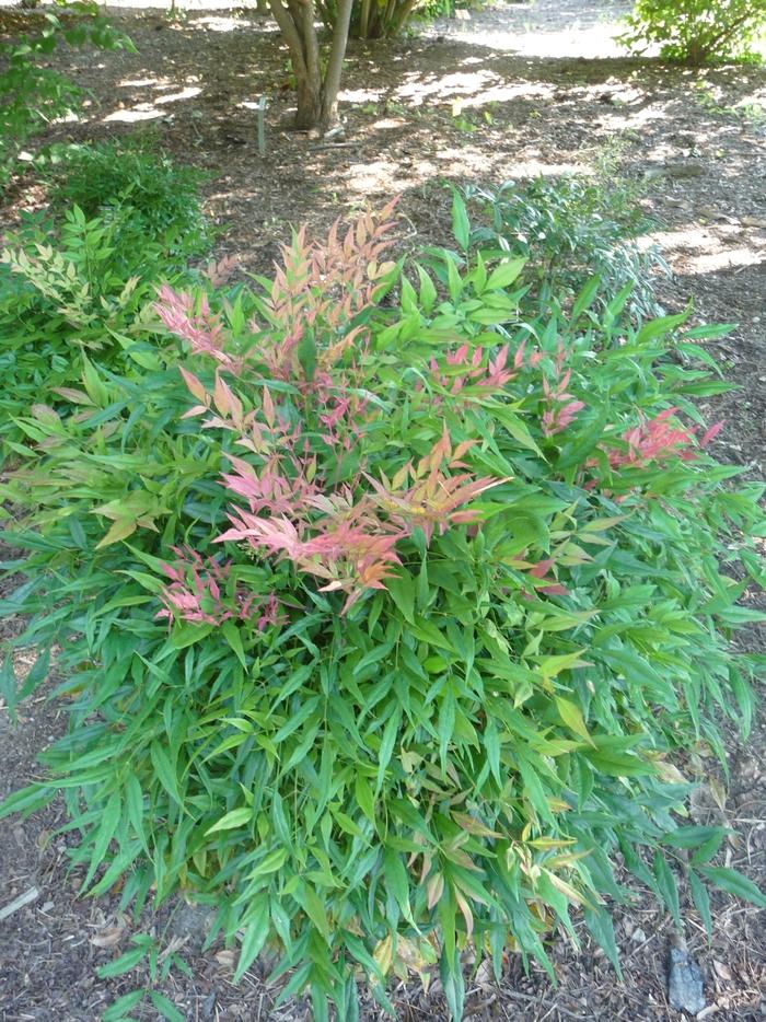 Nandina domestica Sunray®