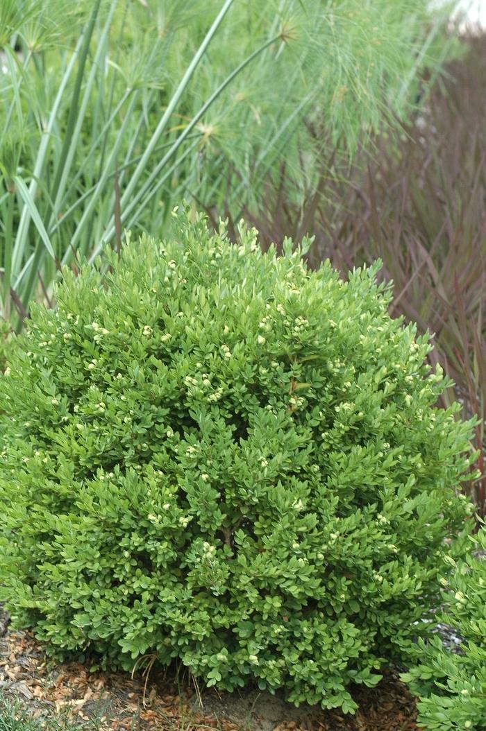 Buxus Chicagoland Green®