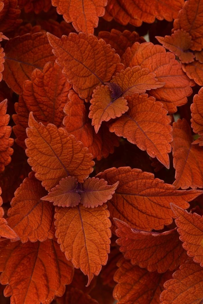 Coleus Inferno